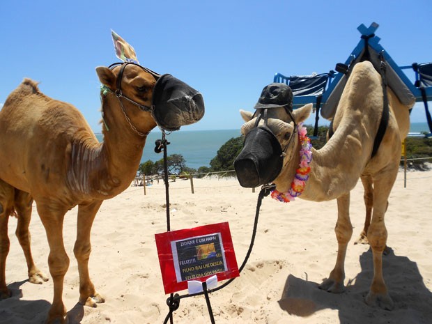 Isso são dromedários e eles parecem muito com camelos (Foto: G1/RN)
